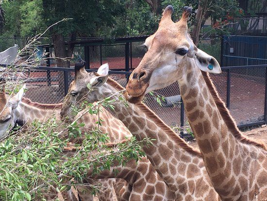 The Bonanza Exotic Zoo